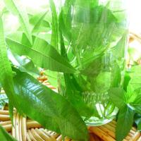 Lemon Verbena Iced Tea_image