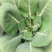 Kickin' Collards_image