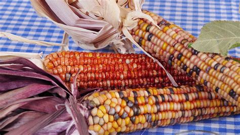 indian-corn-cornbread-eat-wyoming-youtube image
