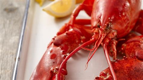 how-to-steam-lobster-maine-lobster image