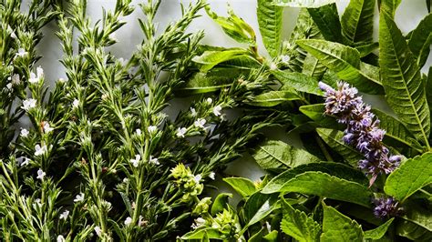 13-fresh-herbs-and-how-to-use-them-epicurious image