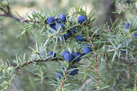 can-you-eat-juniper-berries-learn-how-to-use-juniper image
