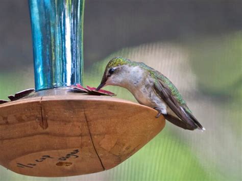 how-to-make-hummingbird-food-bob-vila image