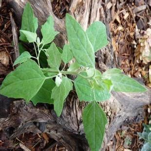 lambs-quarters-pictures-flowers-leaves image