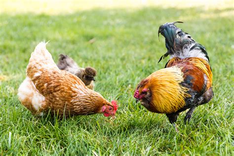 what-to-feed-chickens-or-laying-hens-the-spruce image