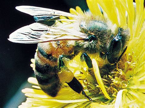 honeybee-characteristics-habitat-life-cycle-facts image