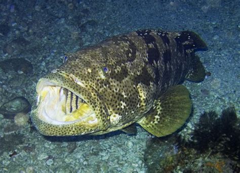 grouper-wikipedia image