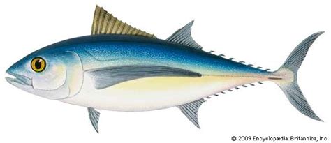 tuna-definition-characteristics-species-facts image
