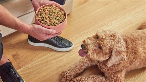 homemade-dog-food-with-beef-high-protein-grain-free image
