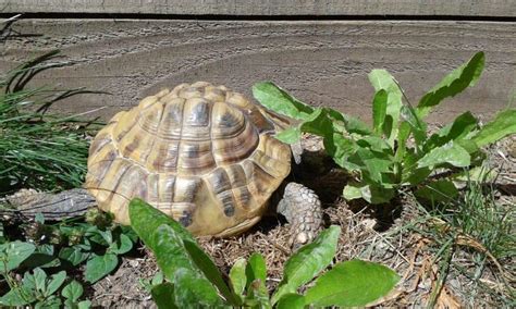 caring-for-your-hermanns-tortoise-a-complete-guide image