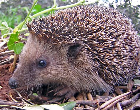 hedgehog-wikipedia image