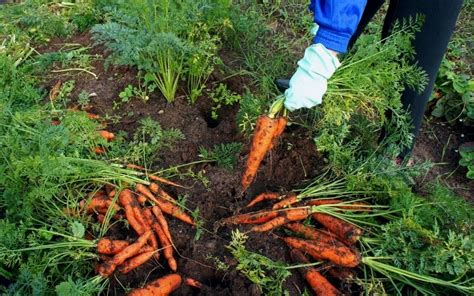 harvesting-carrots-how-to-tell-when-they-are-ready image