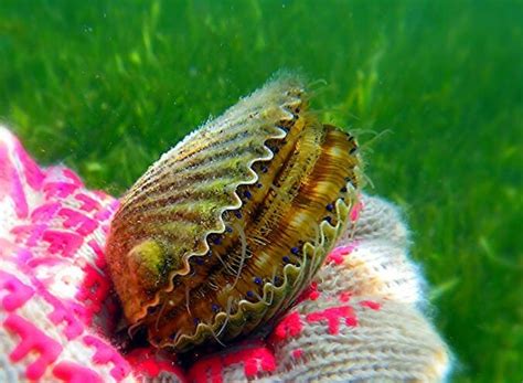 how-to-catch-scallops-scalloping-tips-techniques-gear image