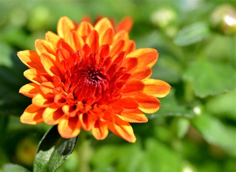 chrysanthemums-how-to-plant-and-grow-mums-the image