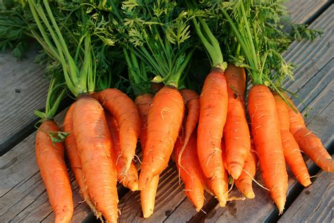 carrot-harvest-and-store-tips-harvest-to-table image