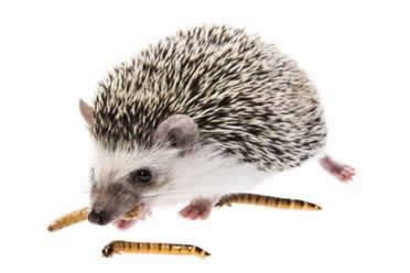 7-essential-foods-you-need-to-feed-a-hedgehog-pet-hedgehogs image