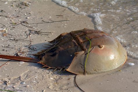 can-you-eat-horseshoe-crab-and-how-does-it-taste image
