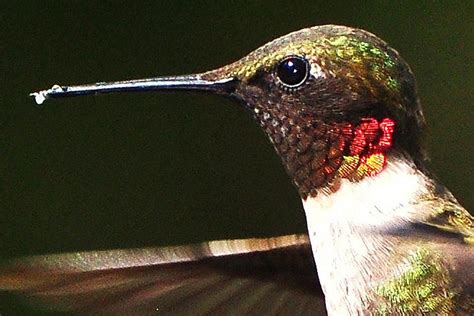 what-foods-do-hummingbirds-eat-the-spruce image