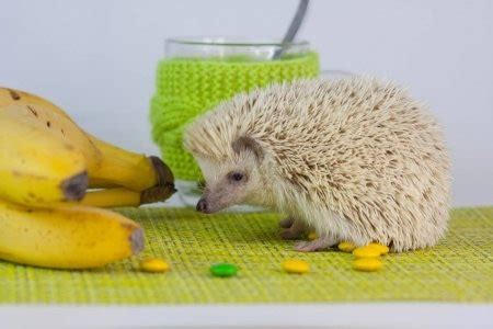 top-15-best-hedgehog-foods-2021-how-to-feed image