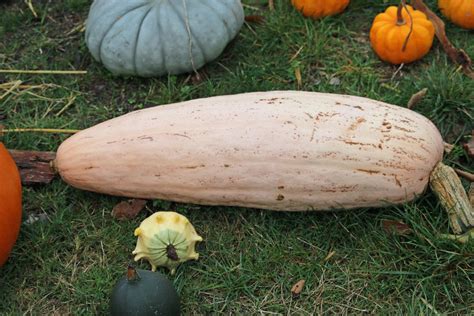 what-is-banana-squash-the-spruce-eats image