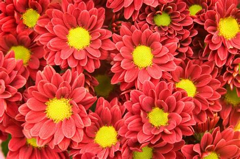 chrysanthemum-description-types-uses image