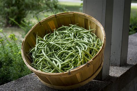 how-to-harvest-green-beans-and-store-them-for-long image