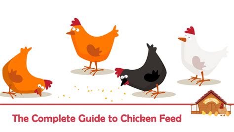 the-complete-guide-to-chicken-feed-the-happy image