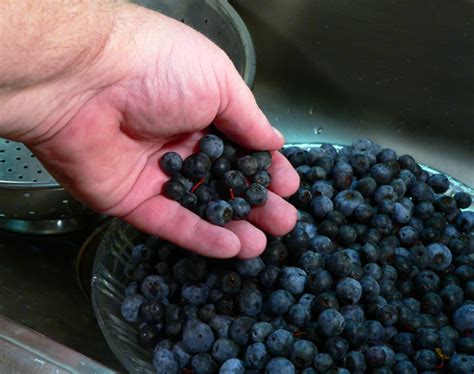 blueberry-jam-recipe-taste-of-southern image