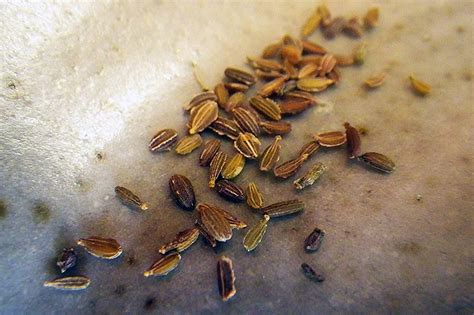 how-to-harvest-and-save-carrot-seeds-gardeners-path image