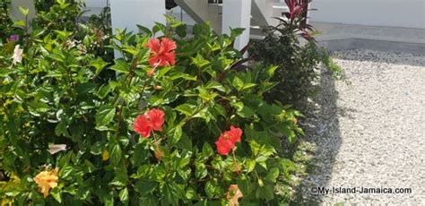 jamaican-hibiscus-its-benefits-origin-and-a image