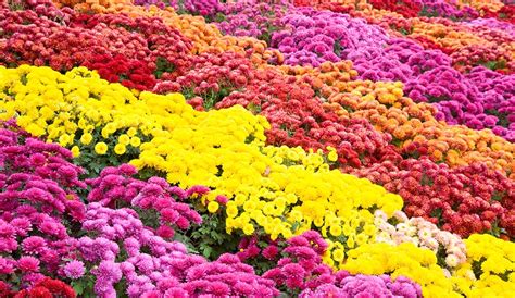 growing-chrysanthemum-learn-how-to-plant-care-for image