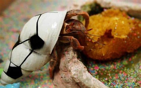 what-do-hermit-crabs-eat-and-what-to image