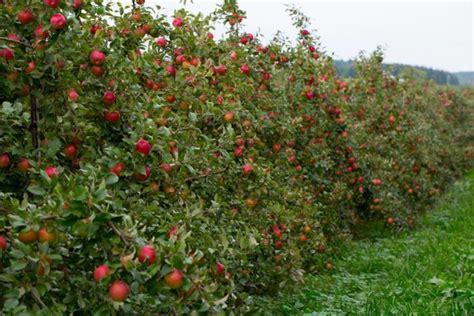10-best-apple-orchards-in-illinois-for-a-fall-day-only image