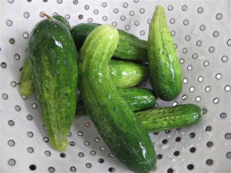 seasonal-recipe-aunt-lorraines-refrigerator-pickles image