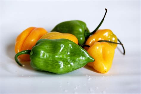 the-habanero-chile-great-salsa image