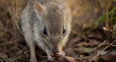 endangered-northern-bettongs-arent-picky-truffle-eaters image