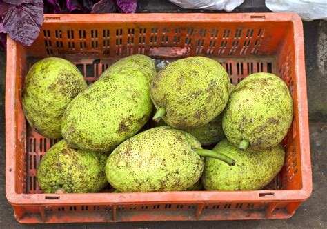 breadfruit-harvest-time-learn-when-and-how-to-harvest image