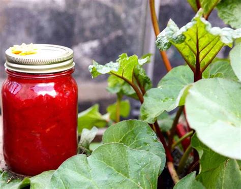 simple-rhubarb-jam-homemade-rhubarb-jam-the image