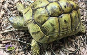 hermanns-tortoise-diet-hermanns-tortoise-care-hermans image