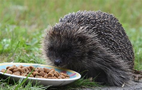 how-much-and-how-often-do-you-feed-a-hedgehog image