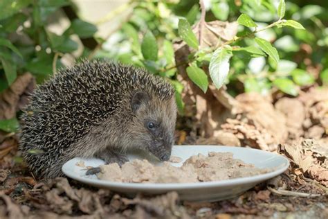what-do-hedgehogs-eat-and-how-to-feed-them-woodland image