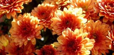 growing-edible-chrysanthemums-todays-homeowner image
