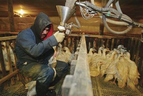 foie-gras-definition-production-cruelty-facts image