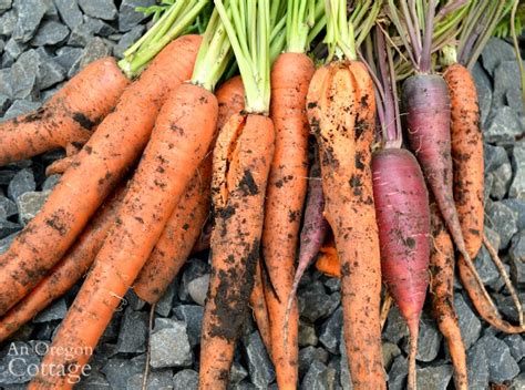 ultimate-carrot-guide-grow-harvest-cook-preserve image
