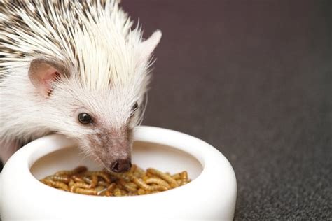 14-things-you-can-feed-a-hedgehog-and-what-to-avoid image