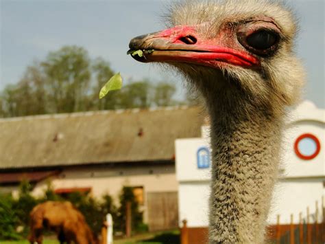 what-do-ostriches-eat-animal-hype image