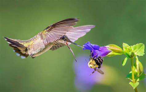 how-to-make-hummingbird-nectar-audubon image