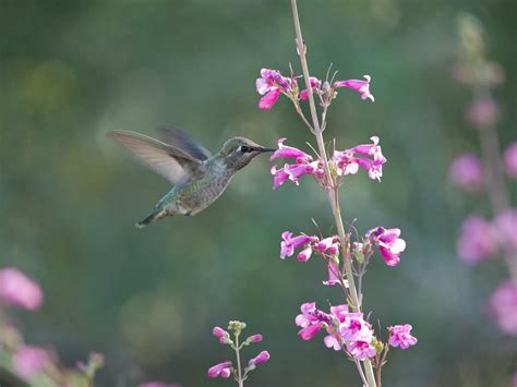 how-to-make-hummingbird-nectar-diy-hummingbird image