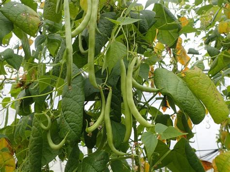 growing-green-beans-from-planting-to-harvesting image