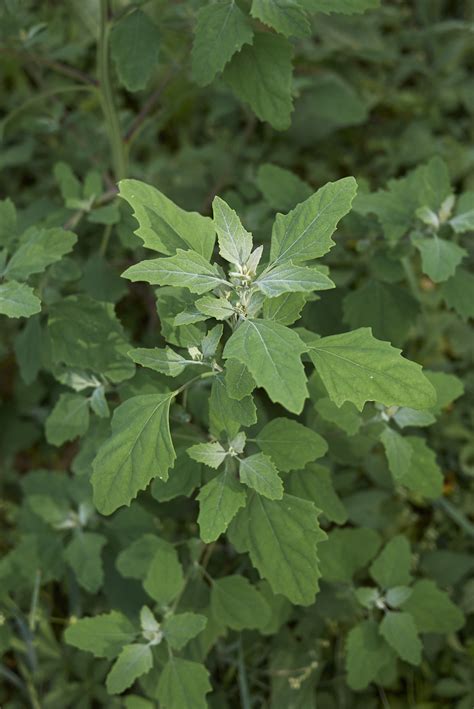 are-lambsquarters-edible-learn-about-eating image
